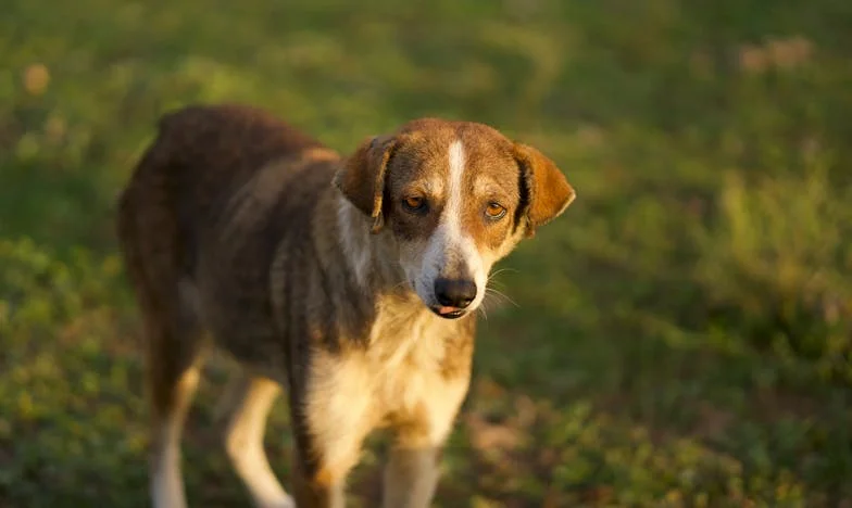 Skok z helikoptera, by uratować nieznajomego — nie uwierzysz, kto to był…