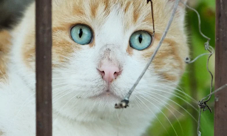 Czasem mam ochotę zatrzasnąć im drzwi przed nosem – ich bezczelność niszczy moje życie