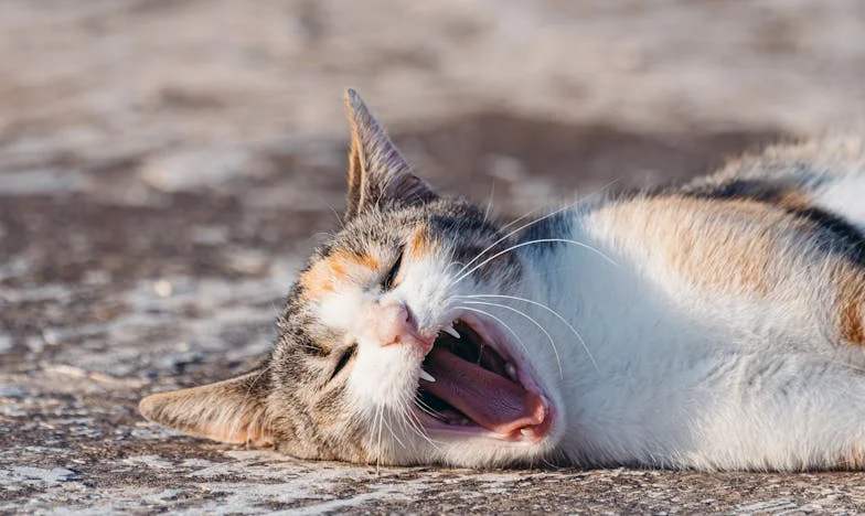 Dwa Życia, Jedno Serce: Tajemnica Mojego Męża, Która Zmieniła Wszystko