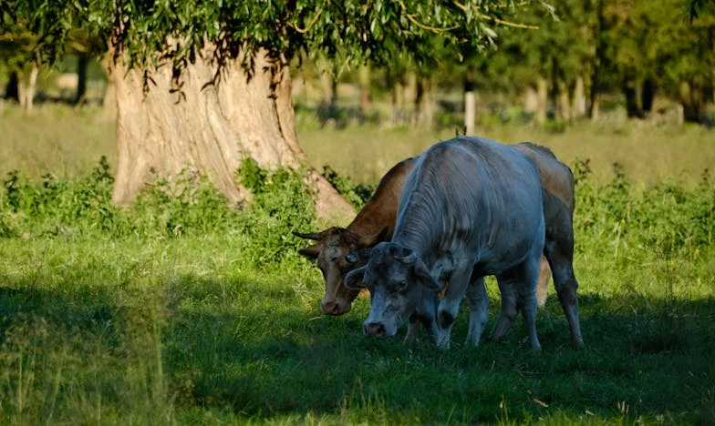 „Ile jeszcze mam znosić? Moja historia z apodyktyczną ciotką Irminą”