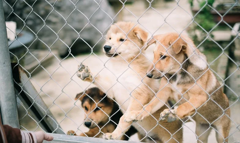Kiedy Moje Życie Przestało Być Moje: Historia Polskiej Babci z Warszawy