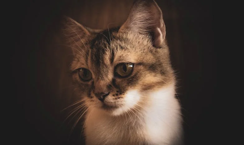 Mieszkam z tobą z jednego kluczowego powodu: jesteś moim dzieckiem!