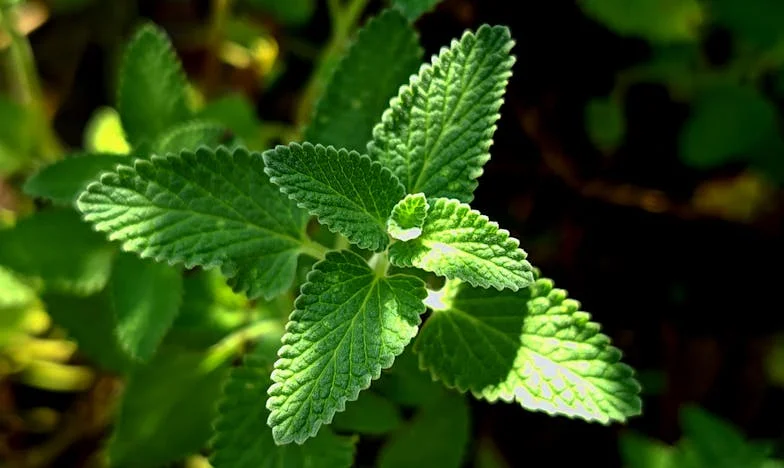 Nie jesteś moją rodziną: historia o zamkniętych drzwiach i otwartych ranach