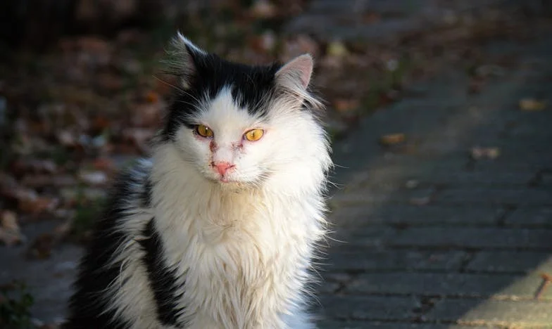 Prawda, której nie powiedziałam: Opowieść o pieniądzach, zaufaniu i miłości w polskiej rodzinie