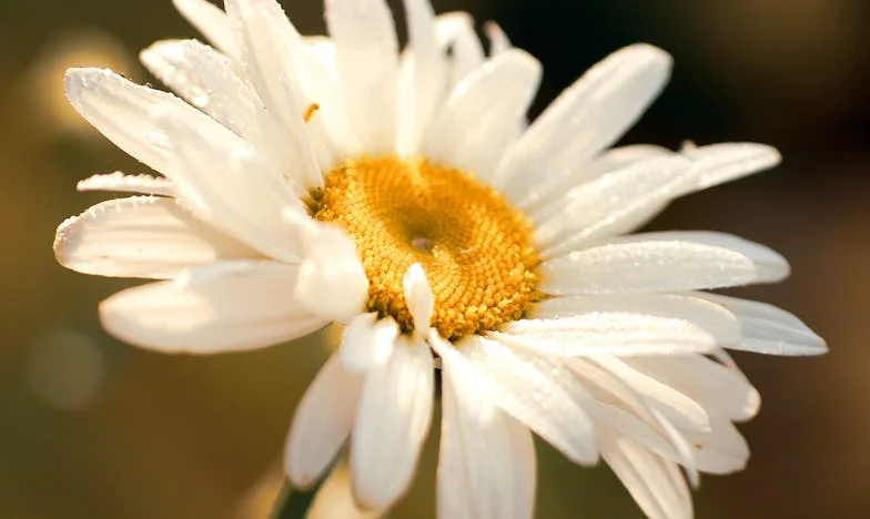 Słowa, których nigdy nie wypowiedziałam: Życie pod matczynym kloszem