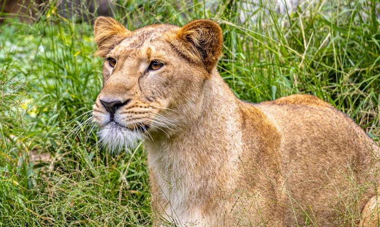 Cena Ciszy: Historia o Życiu w Cieniu i Odwadze, by Zacząć od Nowa