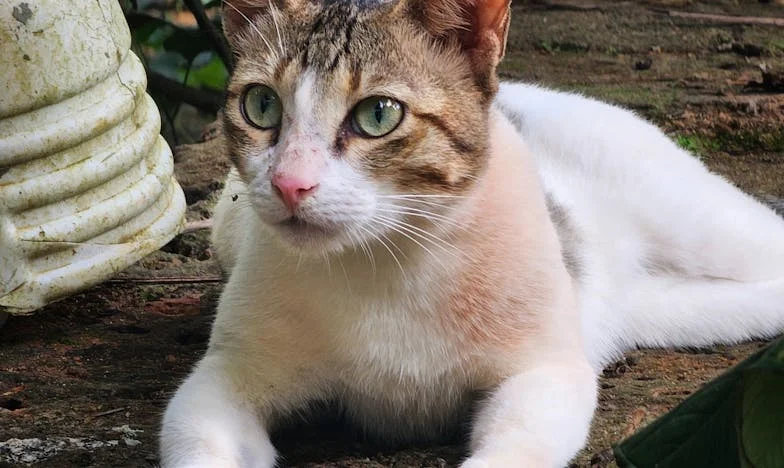 Cisza po burzy: Ojciec, synowie i cień przeszłości – czy można uciec przed rodzinnym dziedzictwem?