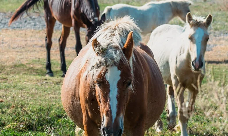 Kiedy dom pęka w szwach: Moja historia o rodzinie, która przestała być domem