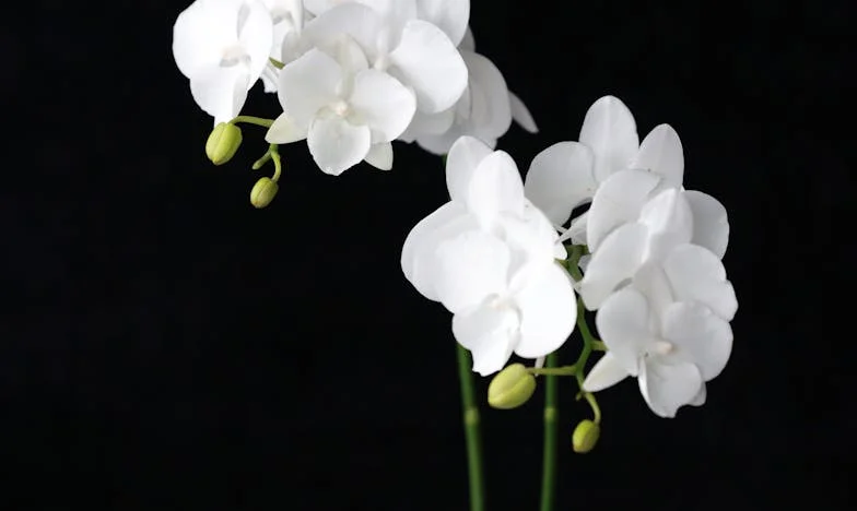 Moja teściowa rządzi naszym życiem – czy naprawdę muszę się jej podporządkować?