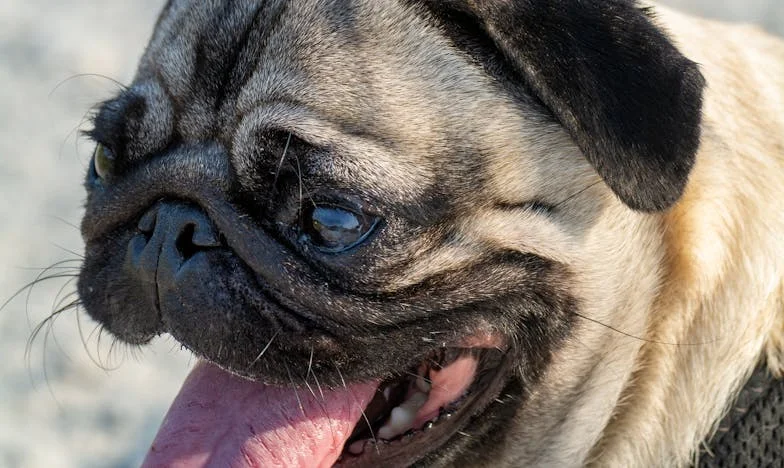 Skarb w ogrodzie: Rodzinna tajemnica z Międzyrzecza