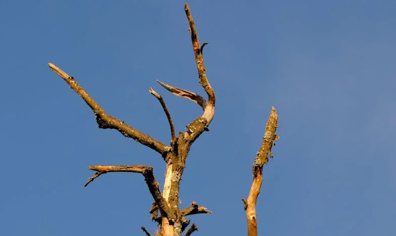Szarlotka, której nigdy nie upiekłam: Historia Marii