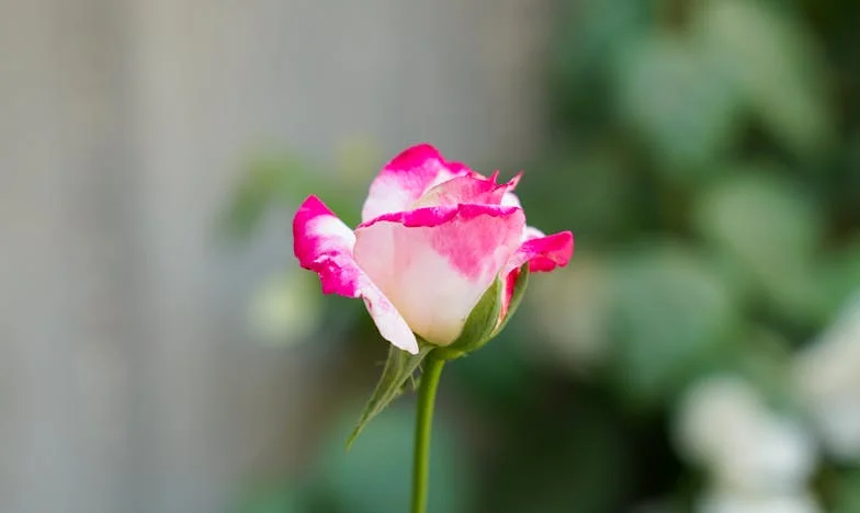 Dziękuję, mamo, za niespodziankę: Historia Kingi o zimie, rodzinie i przebaczeniu