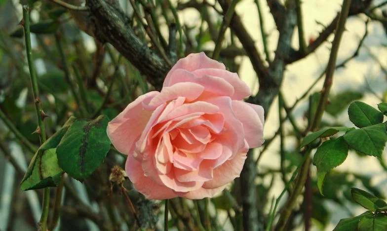 Gdy po dwóch miesiącach wróciłem do domu, obca kobieta otworzyła drzwi – a to, co powiedziała, rozwścieczyło mnie