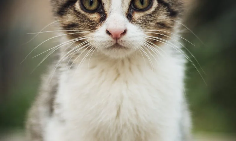 Kiedy drzwi pozostają zamknięte: Historia Ani, Lejli i utraconego zaufania