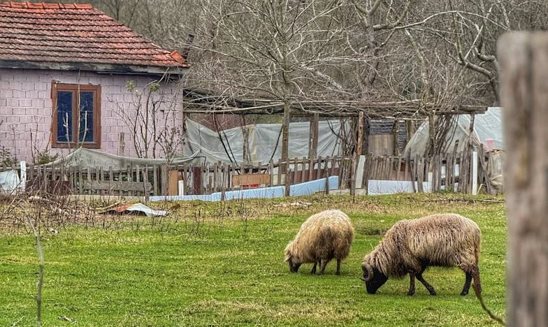 Portfel mojego męża i moja złota klatka: Czy odważę się wyjść z własnego więzienia?