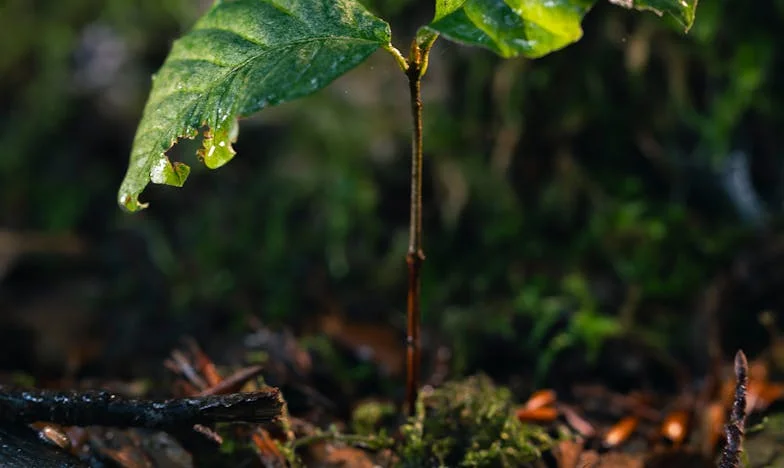 „Przynieś dzieci, ale nie zapomnij portfela”: Rodzinna tajemnica w ogrodzie Kovačevićów
