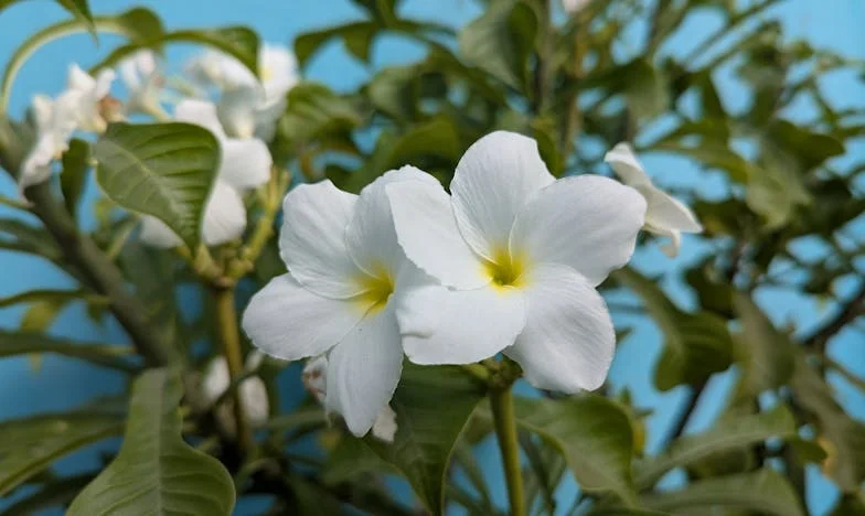 Ślub mojej siostry rozdzielił naszą rodzinę. Babcina przeprowadzka wszystko zmieniła – czy można jeszcze poskładać to, co się rozpadło?