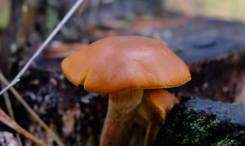 Testament, które rozdarło moją rodzinę: Jak jeden dokument zmienił wszystko