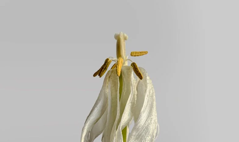 Baby shower, które rozbiło moje życie – jak jedno przyjęcie ujawniło zdradę mojego męża