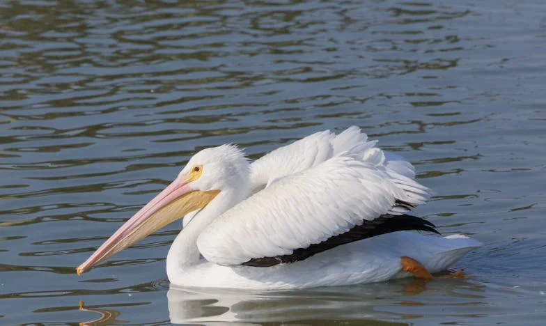 Mój dziadek poślubił sąsiadkę i zapomniał o rodzinie – czy można jeszcze odbudować więzi?