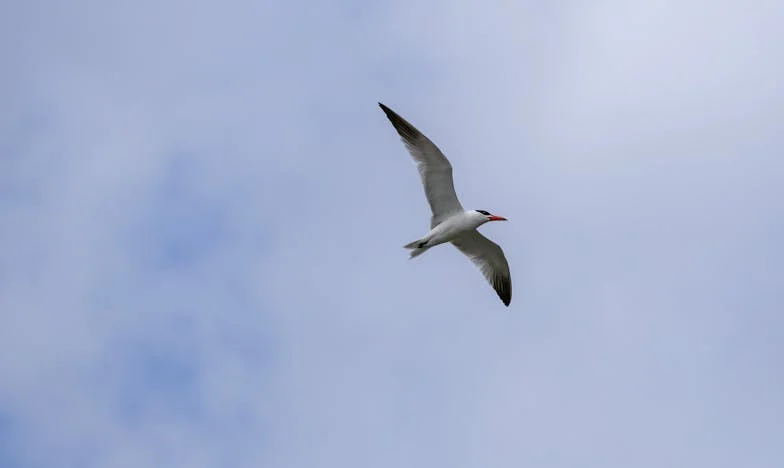 Niechciani goście w moim domu – Historia zdrady, upadku i odrodzenia. Czy można wybaczyć rodzinie, która cię zdradziła?