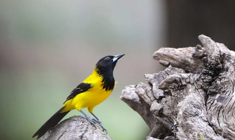 Nowy rozdział: Jak życie z teściową zmieniło moją rodzinę