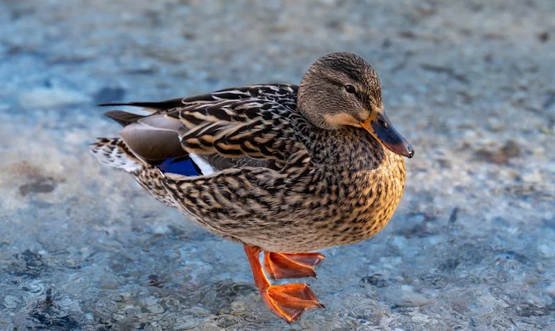 Reguły Mamy: Jak Tradycje Teściowej Prawie Zniszczyły Moją Rodzinę