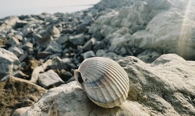 Zemsta Pani Haliny: Między Goryczą a Przebaczeniem – Historia, która zmieniła moje życie