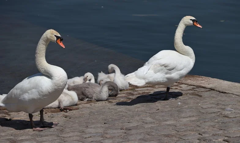 Kiedy Teściowa Wprowadziła się do Naszego Mieszkania: Walka o Własny Dom