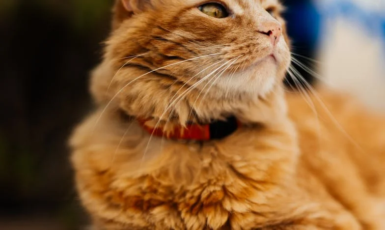 Nikt nie mógł przywieźć mojego wnuka, aż niespodziewana wizyta wszystko zmieniła: Droga mojego ojca do przebaczenia