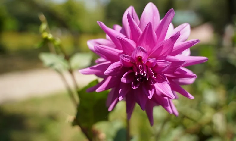 Bliska, Obca, ale Nasza Babcia