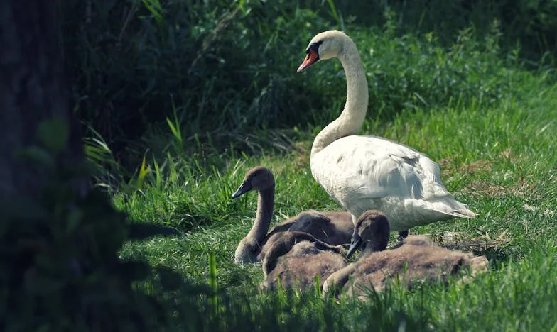 Cienie na Skraju Miasta: Urodziny, Które Zmieniły Wszystko