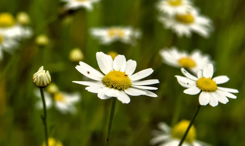 Każdy weekend z teściami: czy ja jeszcze mieszkam u siebie, czy już tylko sprzątam cudze oczekiwania?