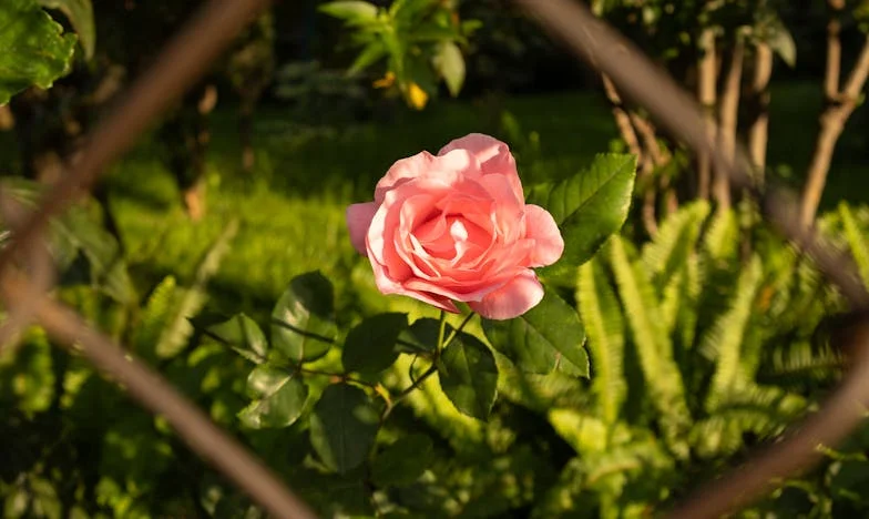 Kiedy przeszłość nie chce odejść: Jak nowa partnerka mojego byłego męża zmieniła moje życie