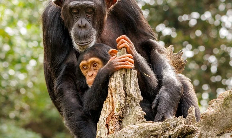 Nieprzyjęte zaproszenie: Opowieść o rozczarowaniu i rodzinnych ranach