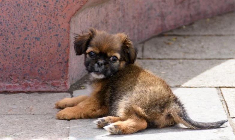 Sąsiadka, która zawsze pukała po słodycze – historia Emilii z warszawskiego blokowiska