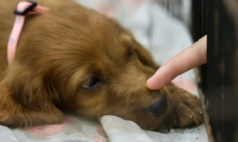 Za późno na „przepraszam”: ojciec, który uciekł przed moimi narodzinami, uklęknął przede mną w parku