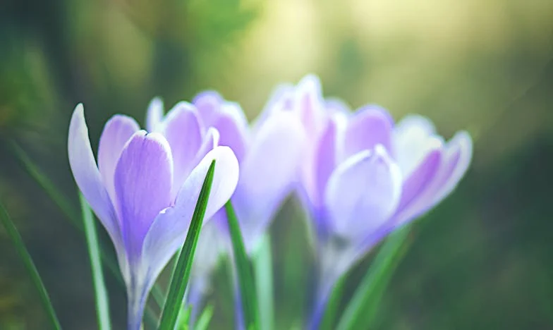 „Żadnego domku letniskowego nie będzie!” — wróciłam do domu i usłyszałam wyrok w mojej własnej kuchni