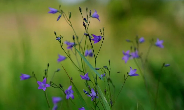 Majčina sjena: Miłość, duma i słowa, których nie powiedziałam