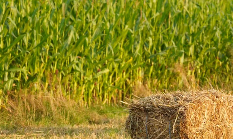 Oszukany przez własną matkę: Prawda o skradzionym spadku