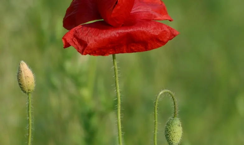 U sjeni nocy: kiedy moja szwagierka z dziećmi zapukała do drzwi