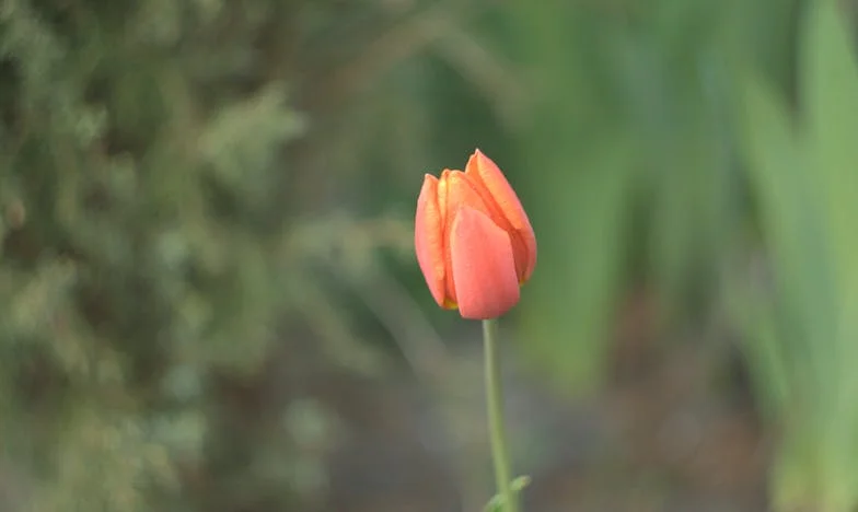 Végrendelet a szeretet árnyékában: amikor a titok mindent szétvág