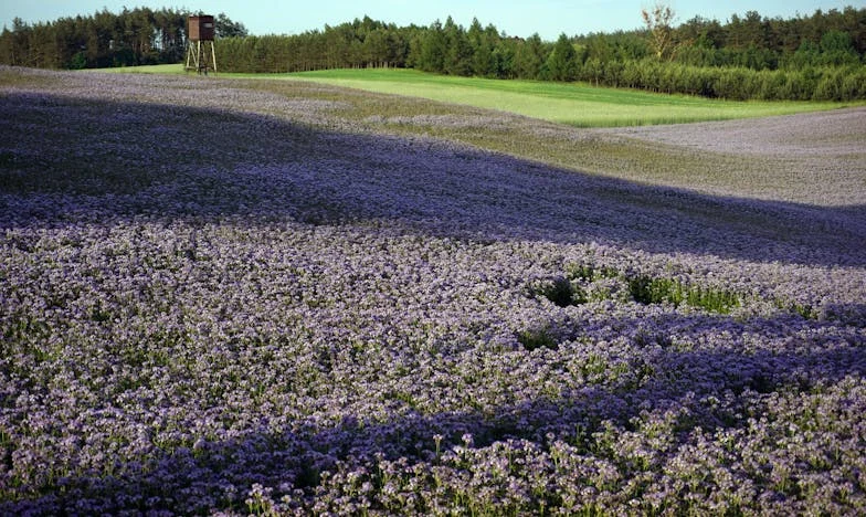 Zatrzymane szczęście w starej daczy
