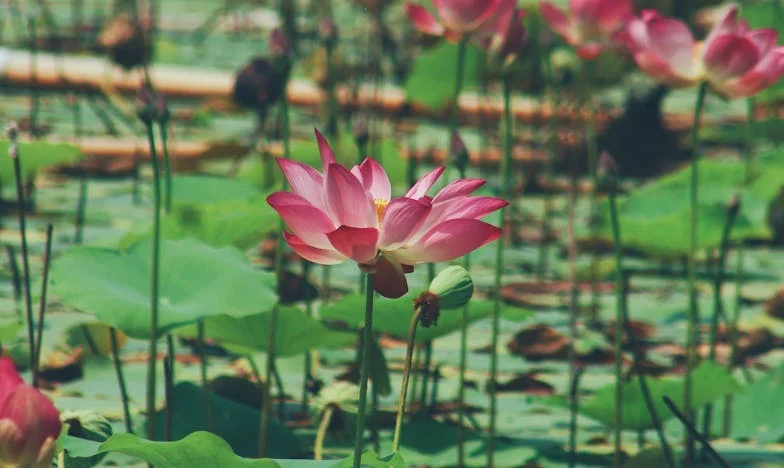 Ashes of Silence: A Family in the Shadows