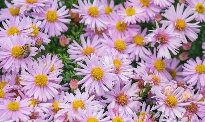 Bouquet of Daisies in November
