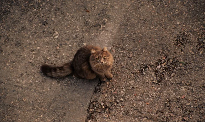 Grandma’s Unfamiliar Embrace: A Story of Love and Distance