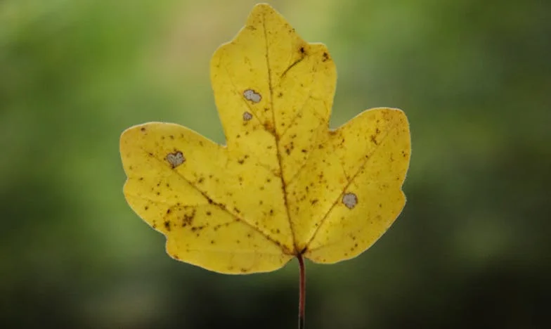 Shadows on the Glass: My Life Through the Lens of Expectations