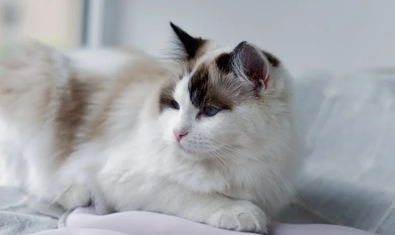 Thirty Years a Daughter-in-Law: What I Learned After My Mother-in-Law’s Death