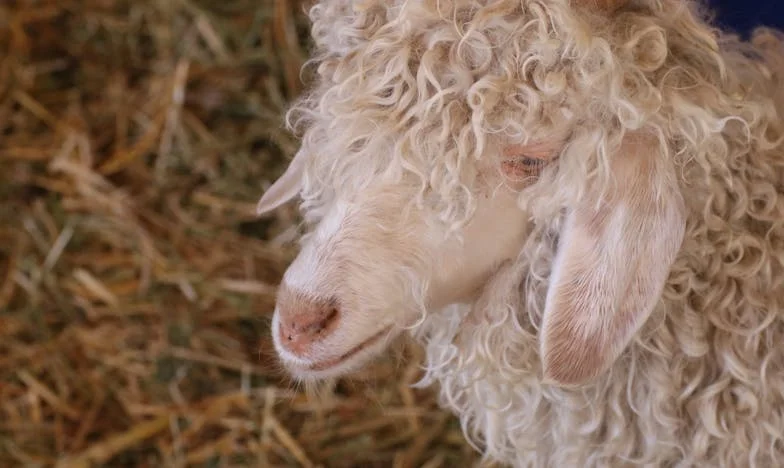 Twenty Years of Silence: The Proposal That Changed Everything