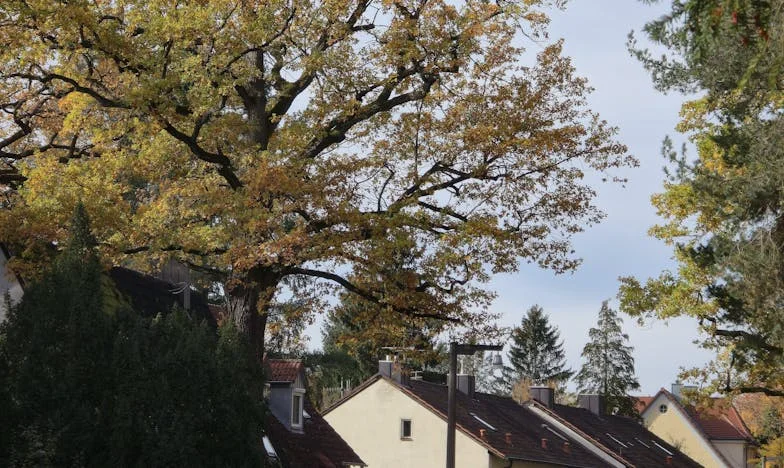 Dragging Shadows: My Life in the Wake of Love